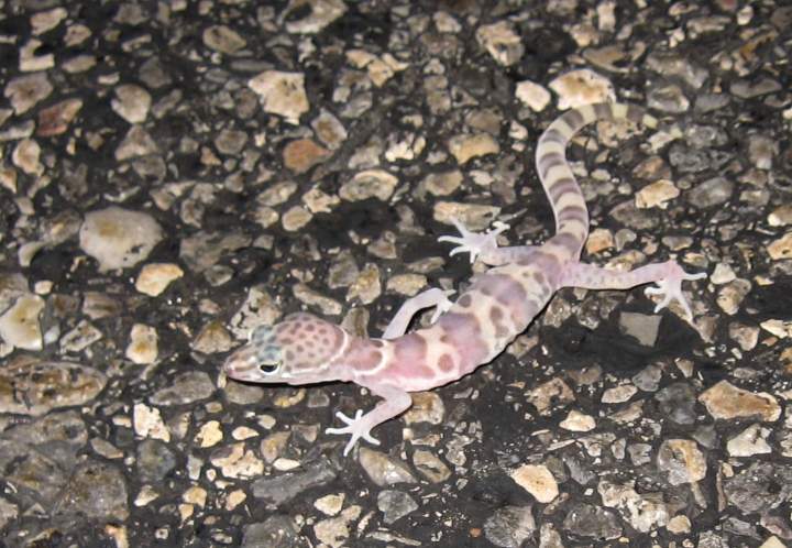 Desert Banded Gecko